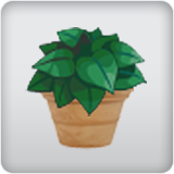 houseplant