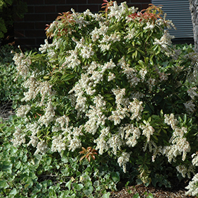 Pieris japonica) Japanese andromeda or Japanese pieris with striking dark  green foliage, clusters pendulous creamy white flowers like urn-shape Stock  Photo