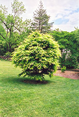 Hornbeam Maple (Acer carpinifolium) at Johnson Brothers Garden Market