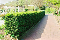 Common Boxwood (Buxus sempervirens) at Johnson Brothers Garden Market