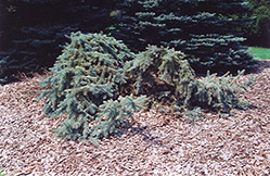 Creeping Blue Spruce (Picea pungens 'Glauca Prostrata') at Johnson Brothers Garden Market