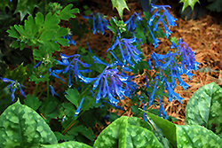 Blue Corydalis (Corydalis elata) at Johnson Brothers Garden Market