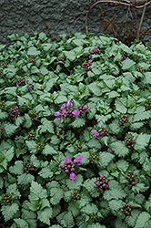 Red Nancy Spotted Dead Nettle (Lamium maculatum 'Red Nancy') at Johnson Brothers Garden Market