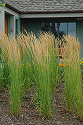 Karl Foerster Reed Grass (Calamagrostis x acutiflora 'Karl Foerster') at Johnson Brothers Garden Market