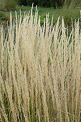 Karl Foerster Reed Grass (Calamagrostis x acutiflora 'Karl Foerster') at Johnson Brothers Garden Market