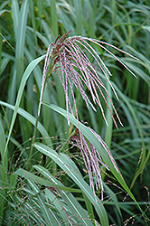Maiden Grass (Miscanthus sinensis) at Johnson Brothers Garden Market