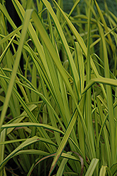 Bowles' Golden Sedge (Carex elata 'Aurea') at Johnson Brothers Garden Market