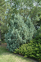Wichita Blue Juniper (Juniperus scopulorum 'Wichita Blue') at Johnson Brothers Garden Market