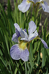 Sky Wings Siberian Iris (Iris sibirica 'Sky Wings') at Johnson Brothers Garden Market
