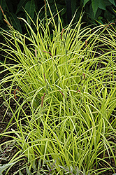 Bowles' Golden Sedge (Carex elata 'Aurea') at Johnson Brothers Garden Market