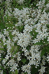 Nikko Deutzia (Deutzia gracilis 'Nikko') at Johnson Brothers Garden Market