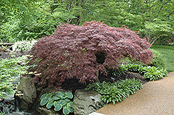 Red Select Japanese Maple (Acer palmatum 'Red Select') at Johnson Brothers Garden Market