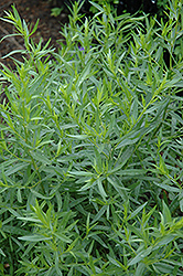 French Tarragon (Artemisia dracunculus 'Sativa') at Johnson Brothers Garden Market