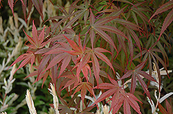 Dwarf Red Pygmy Japanese Maple (Acer palmatum 'Red Pygmy') at Johnson Brothers Garden Market