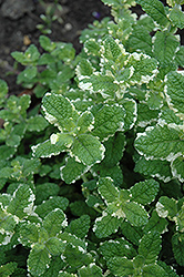 Variegated Pineapple Mint (Mentha suaveolens 'Variegata') at Johnson Brothers Garden Market