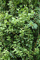 Graham Blandy Boxwood (Buxus sempervirens 'Graham Blandy') at Johnson Brothers Garden Market