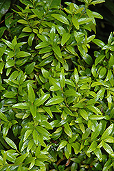 Himalayan Box (Buxus wallichiana) at Johnson Brothers Garden Market