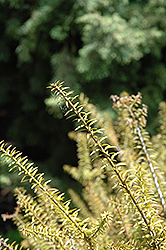 Needle Leaved Totara (Podocarpus acutifolius) at Johnson Brothers Garden Market