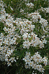 Aztec Pearl Mexican Mock Orange (Choisya 'Aztec Pearl') at Johnson Brothers Garden Market