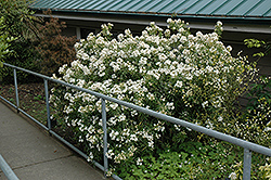 Aztec Pearl Mexican Mock Orange (Choisya 'Aztec Pearl') at Johnson Brothers Garden Market