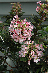 Pink Princess Escallonia (Escallonia x exoniensis 'Fradesii') at Johnson Brothers Garden Market