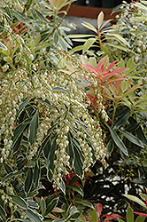 Flaming Silver Japanese Pieris (Pieris japonica 'Flaming Silver') at Johnson Brothers Garden Market