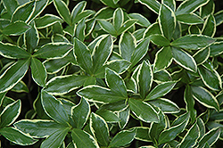 White Winter Daphne (Daphne odora 'Aureomarginata Alba') at Johnson Brothers Garden Market