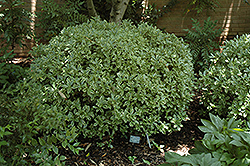 White Winter Daphne (Daphne odora 'Aureomarginata Alba') at Johnson Brothers Garden Market