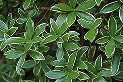 Fragrant Variegated Winter Daphne (Daphne odora 'Aureomarginata') at Johnson Brothers Garden Market