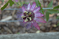 Jeanette Passion Flower (Passiflora 'Jeanette') at Johnson Brothers Garden Market