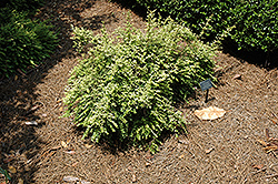 Lemon Beauty Box Honeysuckle (Lonicera nitida 'Lemon Beauty') at Johnson Brothers Garden Market