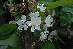 Rainier Cherry (Prunus avium 'Rainier') at Johnson Brothers Garden Market