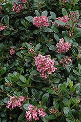 Red Escallonia (Escallonia rubra var. macrantha) at Johnson Brothers Garden Market