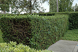 Red Escallonia (Escallonia rubra var. macrantha) at Johnson Brothers Garden Market