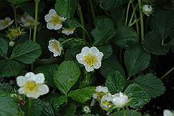 Seascape Strawberry (Fragaria 'Seascape') at Johnson Brothers Garden Market