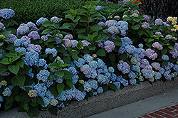 Nikko Blue Hydrangea (Hydrangea macrophylla 'Nikko Blue') at Johnson Brothers Garden Market