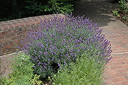 English Lavender (Lavandula angustifolia) at Johnson Brothers Garden Market