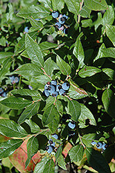 Lowbush Blueberry (Vaccinium angustifolium) at Johnson Brothers Garden Market