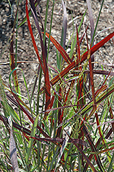 Ruby Ribbons Switch Grass (Panicum virgatum 'Ruby Ribbons') at Johnson Brothers Garden Market