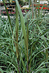 Princess Fountain Grass (Pennisetum purpureum 'Princess') at Johnson Brothers Garden Market