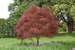 Dwarf Red Pygmy Japanese Maple (Acer palmatum 'Red Pygmy') at Johnson Brothers Garden Market
