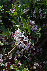 Tangutica Daphne (Daphne tangutica) at Johnson Brothers Garden Market