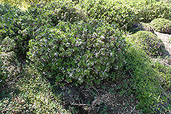 Tangutica Daphne (Daphne tangutica) at Johnson Brothers Garden Market