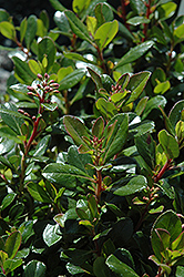 Pink Princess Escallonia (Escallonia x exoniensis 'Fradesii') at Johnson Brothers Garden Market