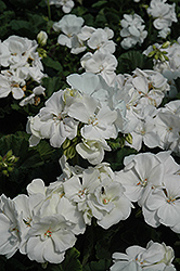Tango White Geranium (Pelargonium 'Tango White') at Johnson Brothers Garden Market