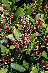 Male Japanese Skimmia (Skimmia japonica 'Male') at Johnson Brothers Garden Market
