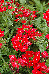 Obsession Red Verbena (Verbena 'Obsession Red') at Johnson Brothers Garden Market
