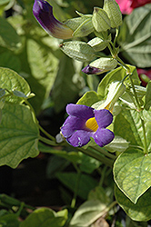 Blue Glory Thunbergia (Thunbergia battiscombei 'Blue Glory') at Johnson Brothers Garden Market