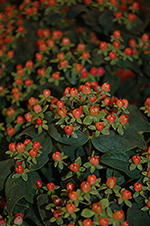 First Editions Red Star St. John's Wort (Hypericum x inodorum 'Kolmarest') at Johnson Brothers Garden Market