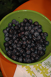 Peach Sorbet Blueberry (Vaccinium 'ZF06-043') at Johnson Brothers Garden Market